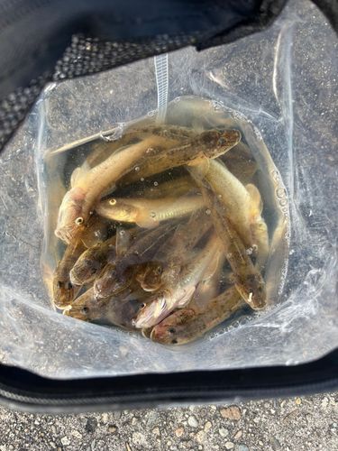 ハゼの釣果