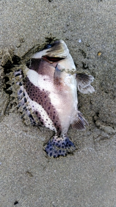 コショウダイの釣果