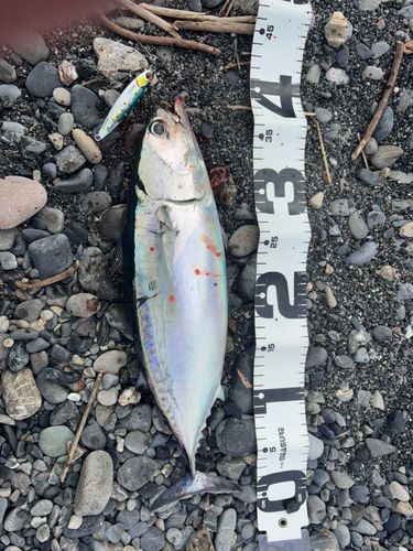 マルソウダの釣果