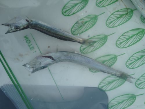 カマスの釣果