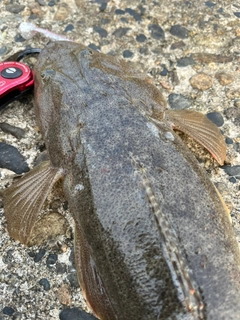 マゴチの釣果