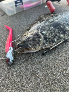 ヒラメの釣果
