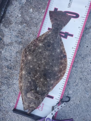 釣果