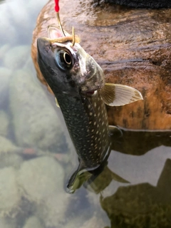 アメマスの釣果