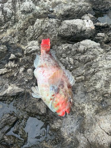 ブダイの釣果