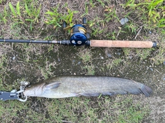 ナマズの釣果