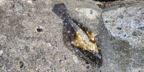 ソゲの釣果