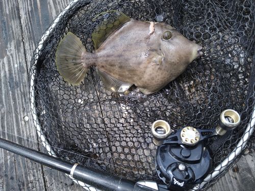 カワハギの釣果