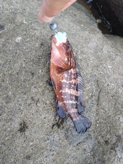 キジハタの釣果