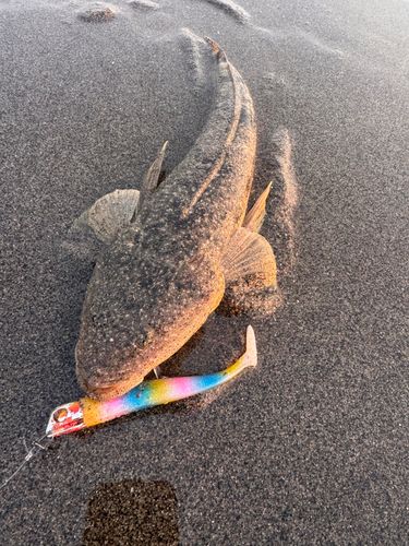 マゴチの釣果