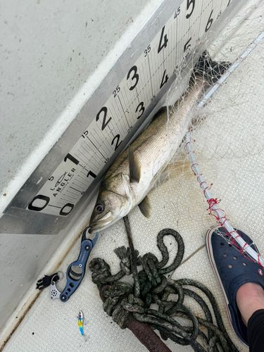 シーバスの釣果