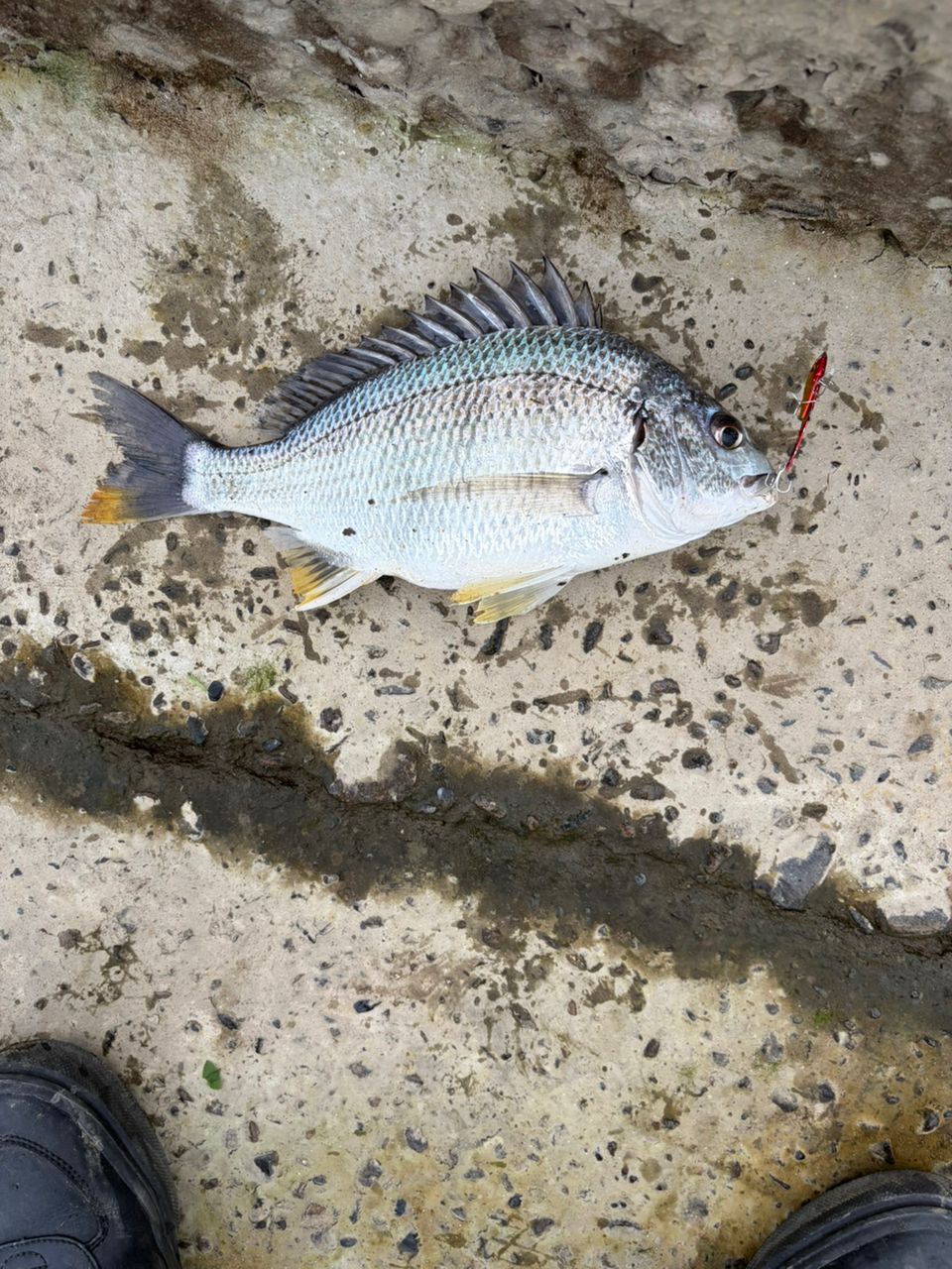 キビレの釣果写真
