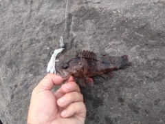 キジハタの釣果