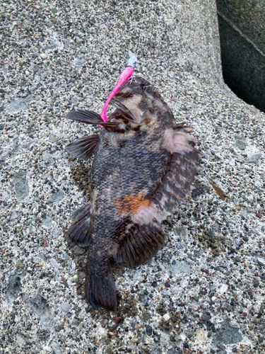 ムラソイの釣果