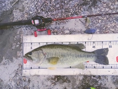 ラージマウスバスの釣果