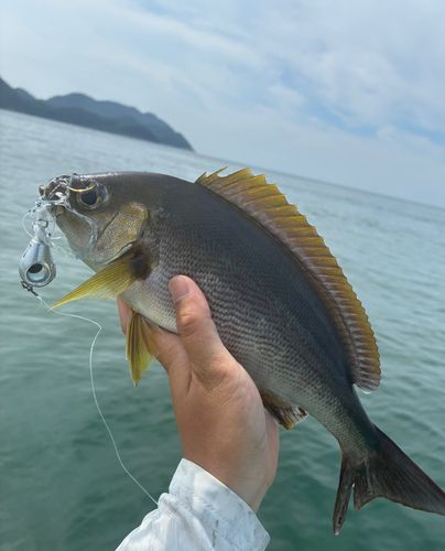 イサキの釣果