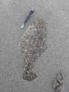ソゲの釣果