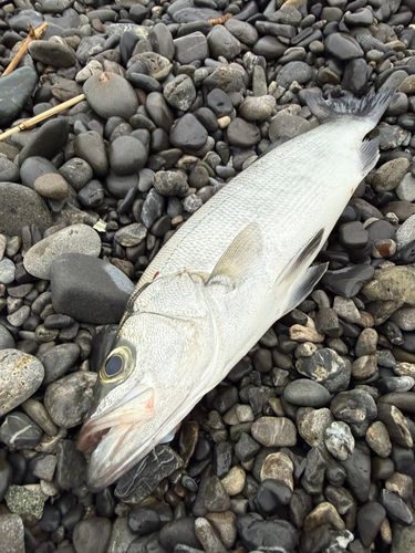 セイゴ（ヒラスズキ）の釣果