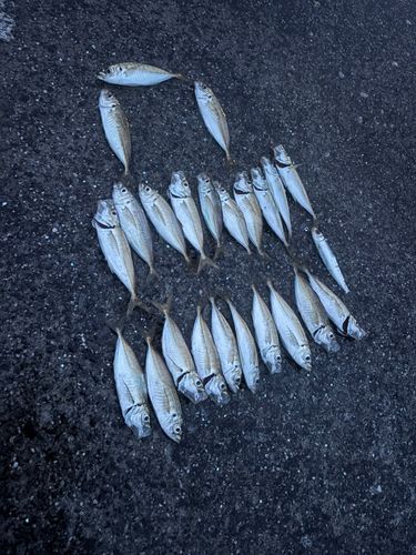 アジの釣果