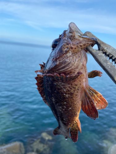 ソイの釣果