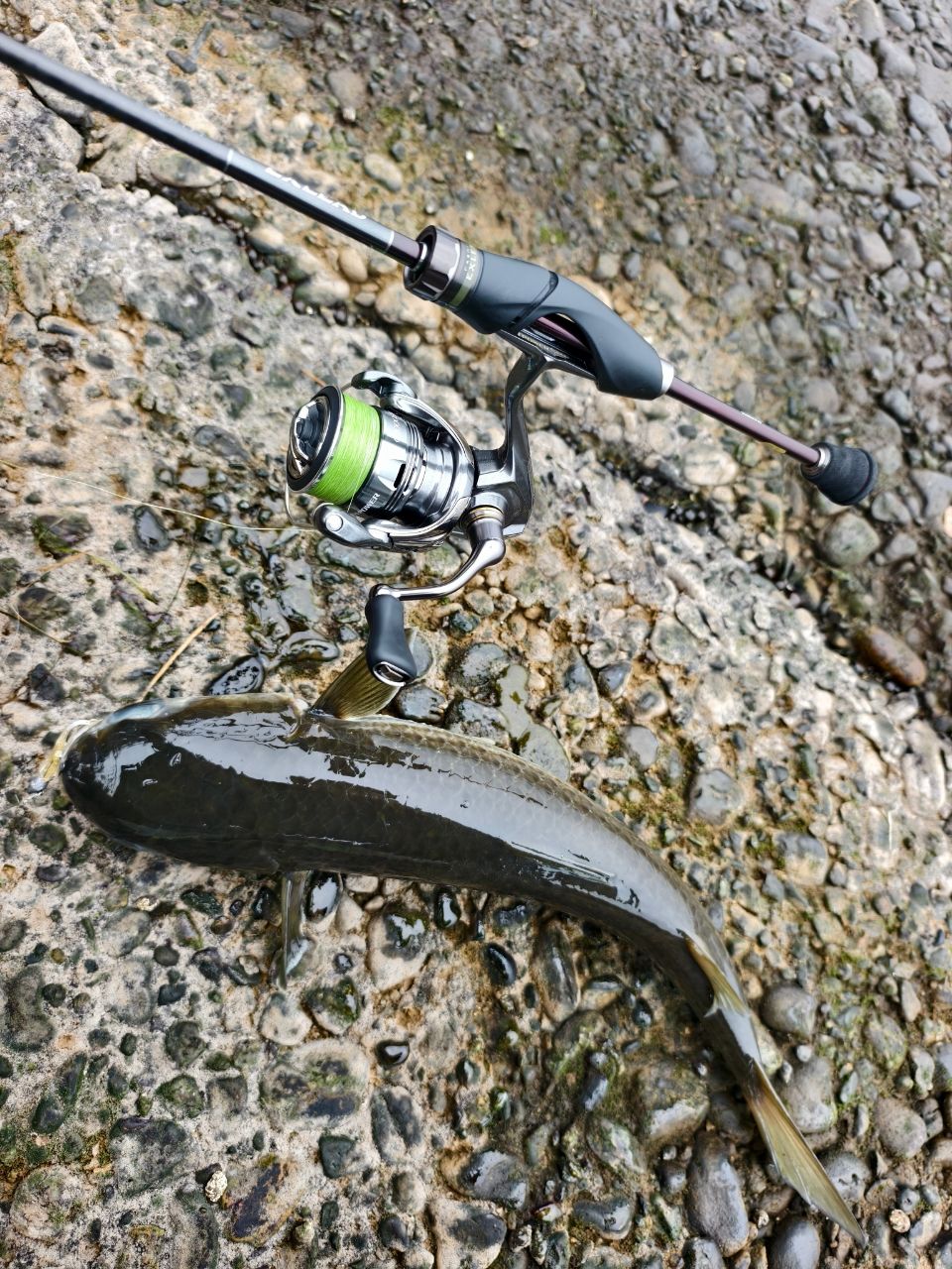 SHIMANO 20ツインパワー C2000SHGの最安値・インプレ・釣果 | 本音の