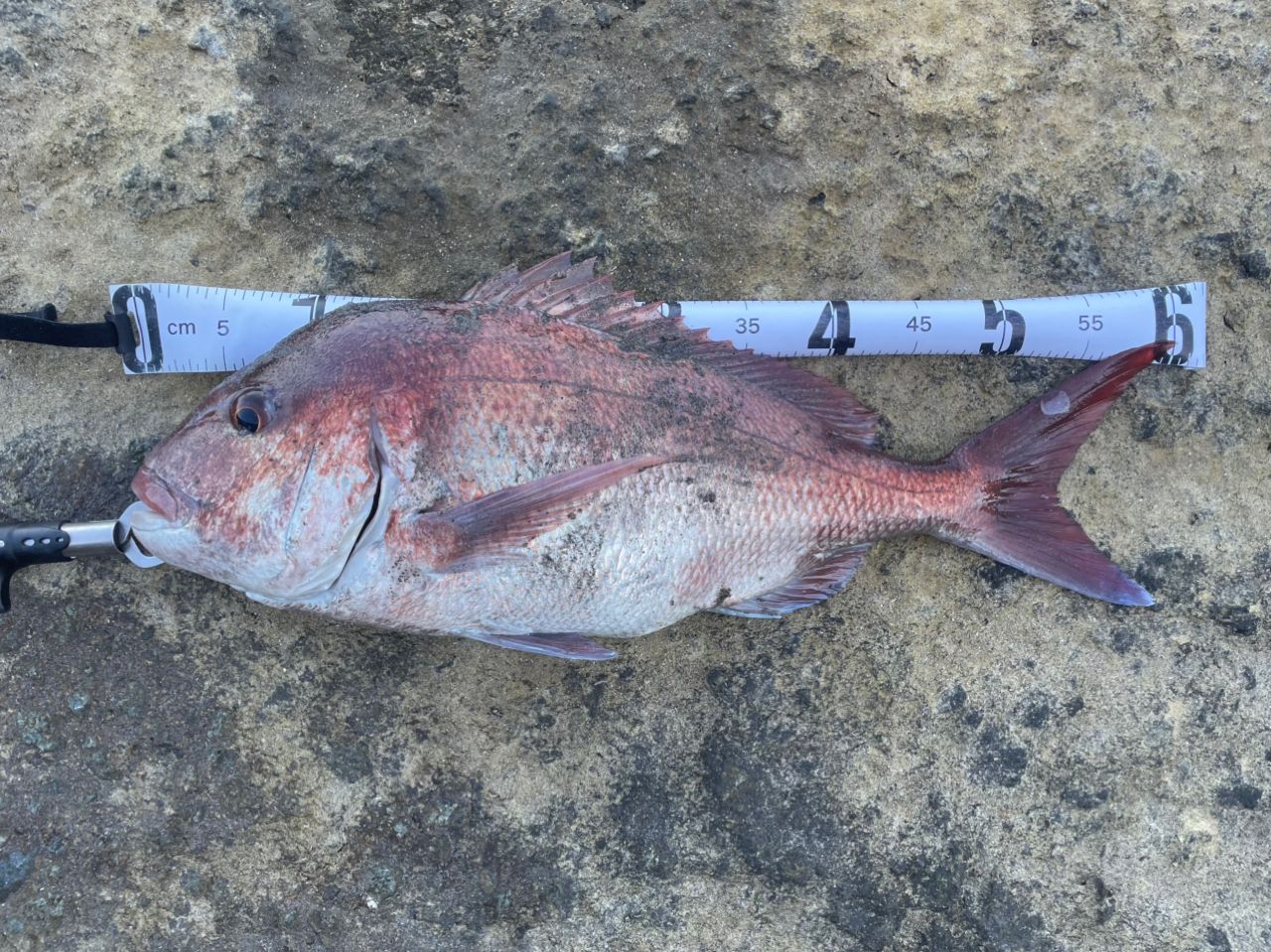 マダイの釣果写真