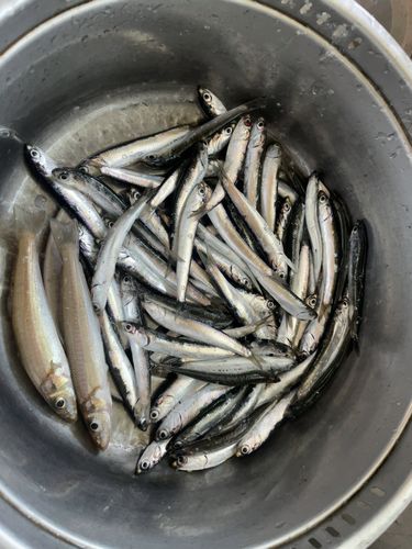 カタクチイワシの釣果