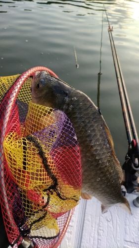 ヘラブナの釣果