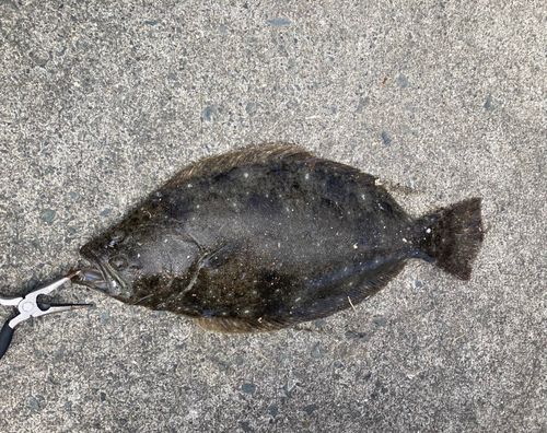 ヒラメの釣果
