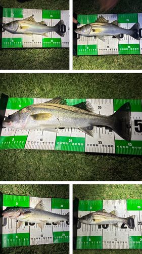 シーバスの釣果
