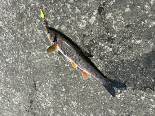 ウグイの釣果