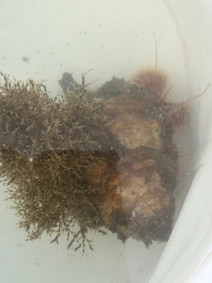 釣果