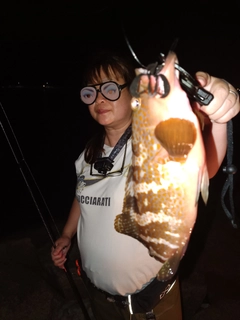 アコウの釣果