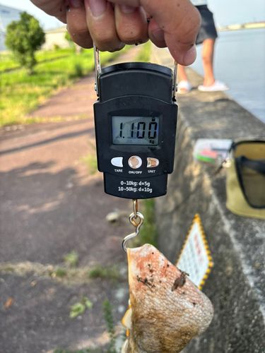 マダコの釣果