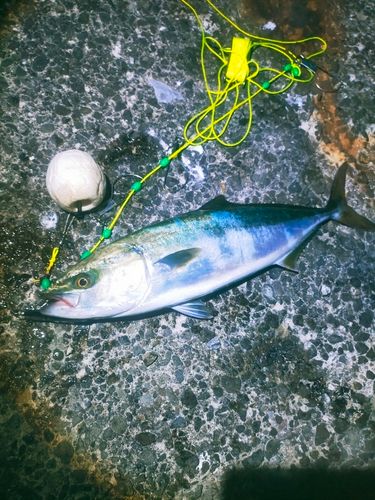 イナダの釣果
