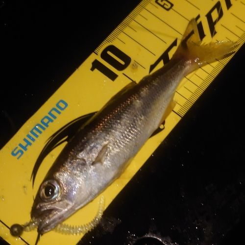 ムツの釣果