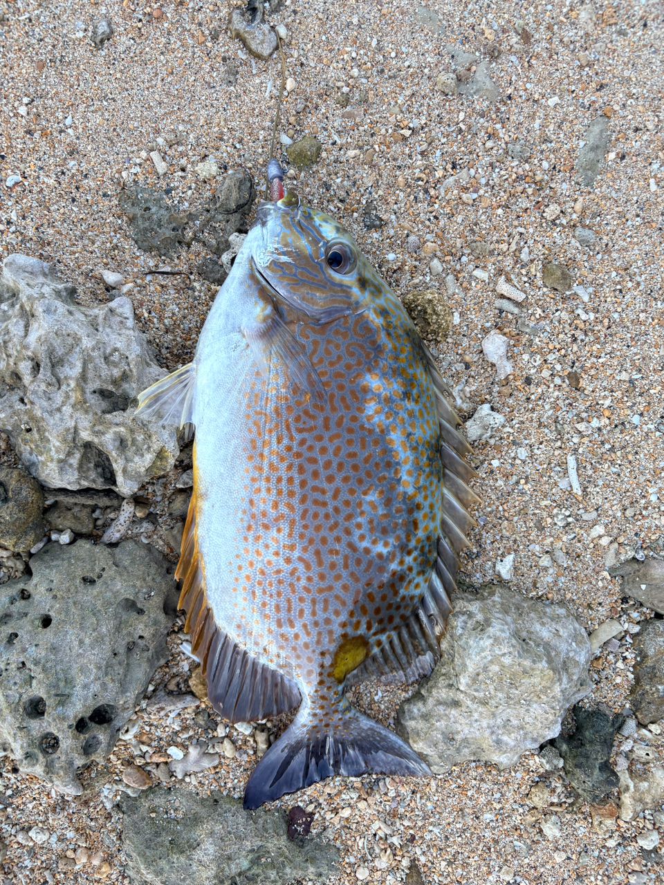 ゴマアイゴの釣果写真