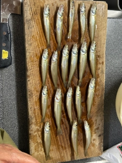 キスの釣果
