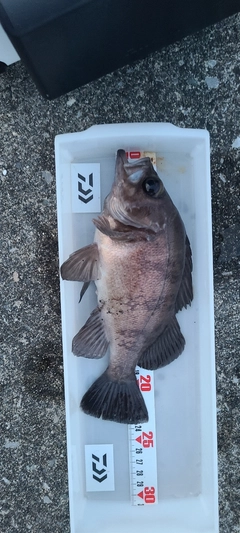 メバルの釣果