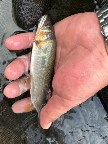 アユの釣果