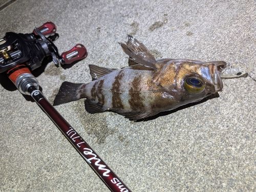 メバルの釣果