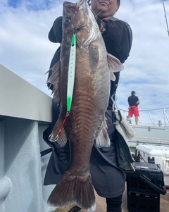アラの釣果