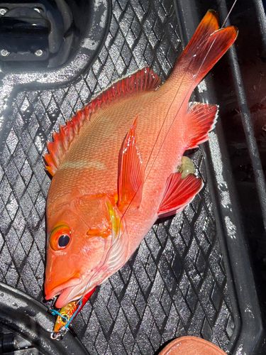 ヒメフエダイの釣果