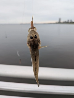 ハゼの釣果