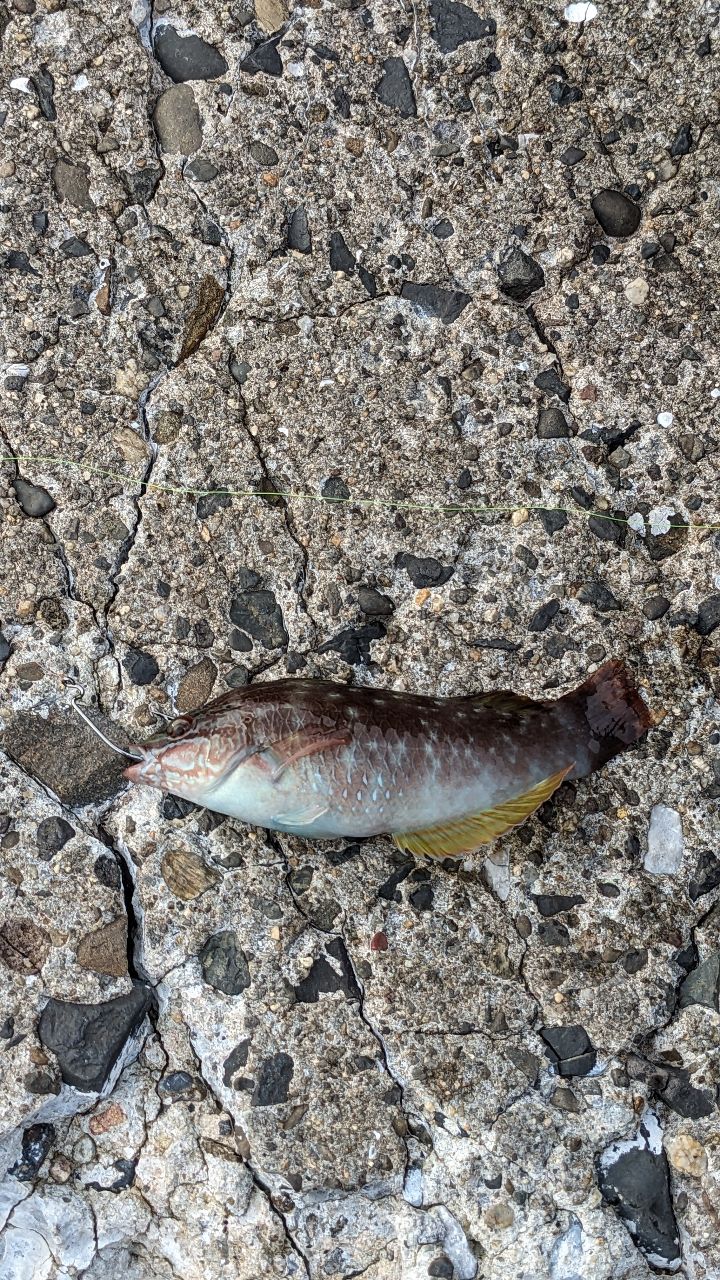 ホシササノハベラの釣果写真