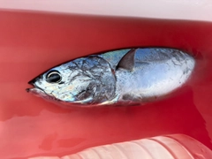 カツオの釣果