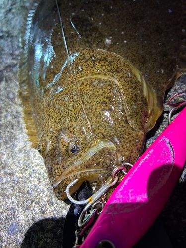ヒラメの釣果