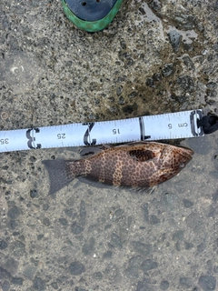 オオモンハタの釣果