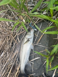 スズキの釣果