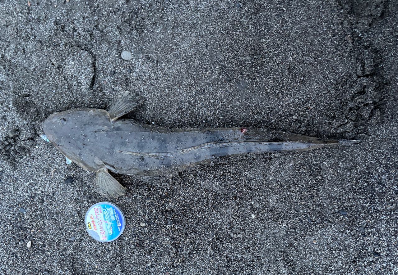 マゴチの釣果写真